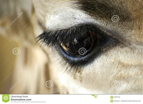 Giraffe Eye Reflection Stock Photo Image Of Sudan Nature