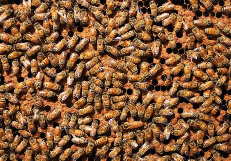 Queenspotting How To Find Your Queen Bee Beekeeping Like A Girl