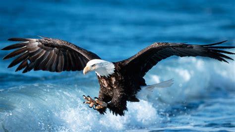 American Eagle Wallpapers 69 Images