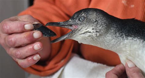 Arthurs Story Penguin Rehab And Release Landcare Tasmania