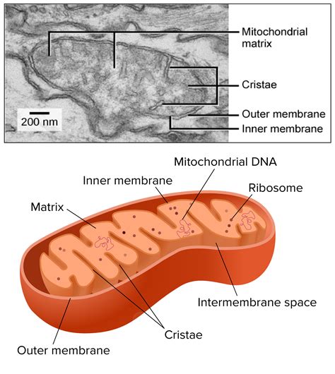 Mitochondria Diagram With Labels