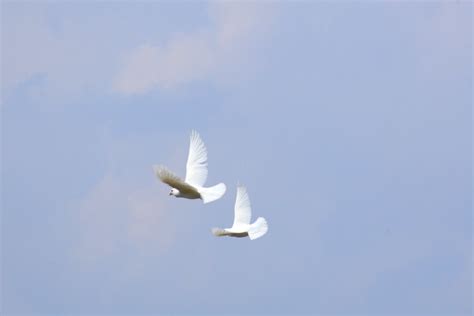 White Doves In Flight White Doves Flying Against Blue Sky Flickr