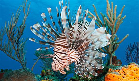 Common Reef Fish Of The Caribbean Tropixtraveler