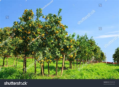 Orange Orchard Northern Thailand Stock Photo 67828198 Shutterstock