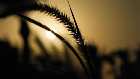 Grass Ear Spikes Silhouette At The Sunset Stock Image Image Of Beauty