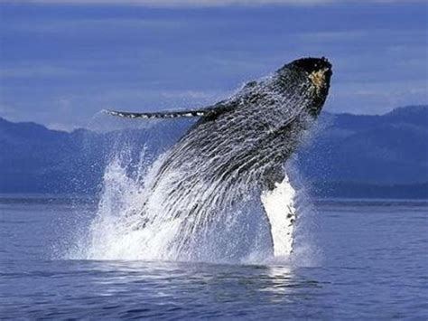 Wild Whales Vancouver Ванкувер лучшие советы перед посещением