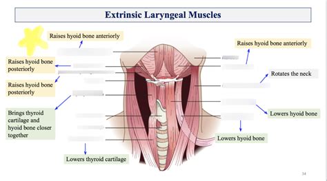 Extrinsic Laryngeal Muscles Diagram Diagram Quizlet