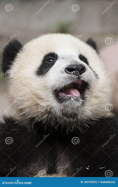 Crying 3 Month Old Toothless Baby Panda Stock Photo Image Of