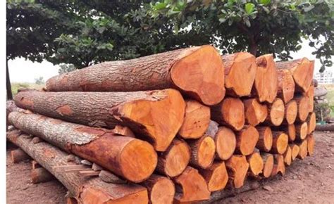 Brown Mahogany Wood Logs At Rs 900cubic Feet In Muvattupuzha Id 2852059850997