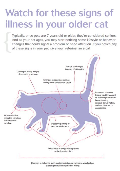 Pin By Jove On Pet Health Tips Senior Pet Care Cat Health Cat Care