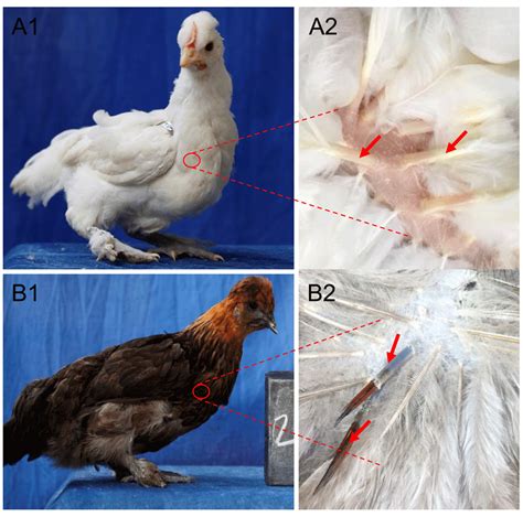 Aab Rai14 In The Blood Feather Regulates Chicken Pigmentation