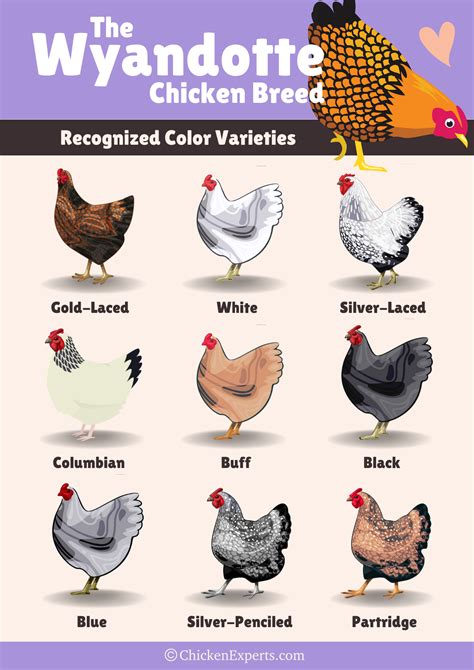 Wyandotte Chickens 23 Things You Need To Know😍 Chickenexperts