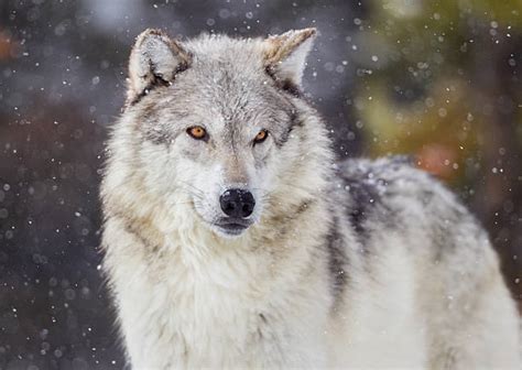 Best Wolves Stock Photos Pictures And Royalty Free Images Istock
