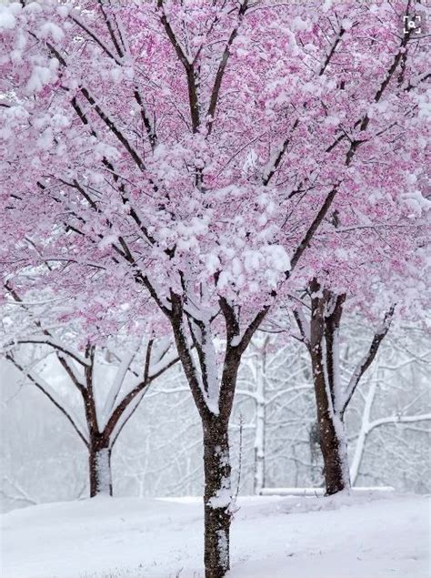 Winter Cherry Blossom Winterdreams Photooftheday Treeoftheday