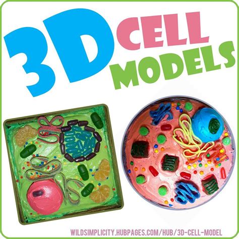 A diagram of a plant cell with the organelles labeled. How to Create 3D Plant Cell and Animal Cell Models for ...
