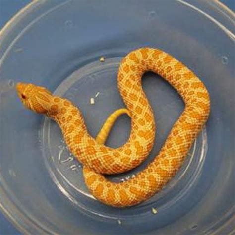 Albino Western Hognose Snake Cb Babies