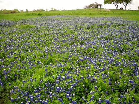 White Rock Lake Dallas Texas Brilliant Bluebonnets Blooming At White