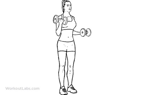 Static Bicep Curls Illustrated Exercise Guide Workoutlabs