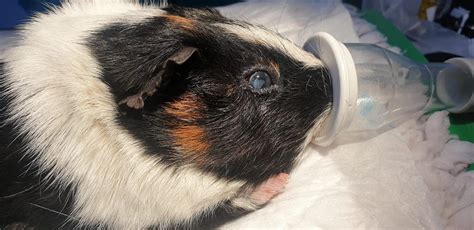 Enucleation 01 In Guinea Pigs Vetlexicon