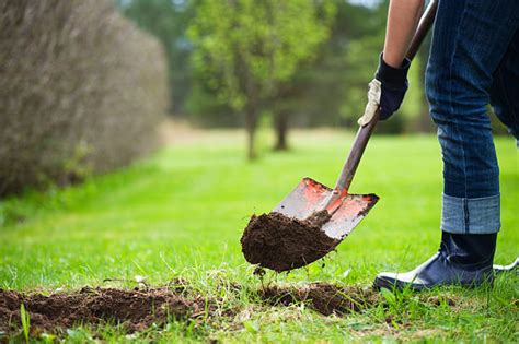 Royalty Free Digging Pictures Images And Stock Photos Istock