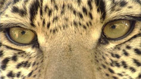 Eye Of The Leopard Youtube