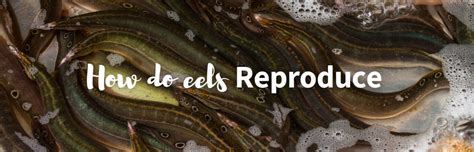 How Do Eels Reproduce The Mystery Of Eel Sex Explained