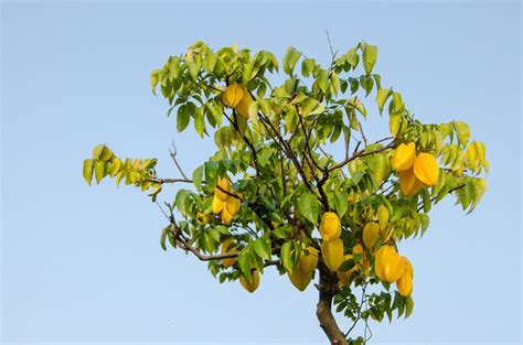 Starfruit Propagation Methods How To Propagate A Starfruit Tree