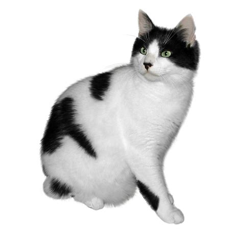 White Cat With Black Spots Png Transparent Image Download Size 894x894px