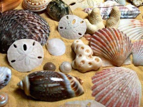 Amazing Sea Shells
