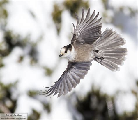 Wallpaper Animal Bird Gray Jay Action Fly Flight Snow Winter