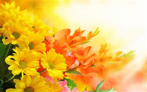 High Resolution Flower Wallpapers Top Free High Resolution Flower