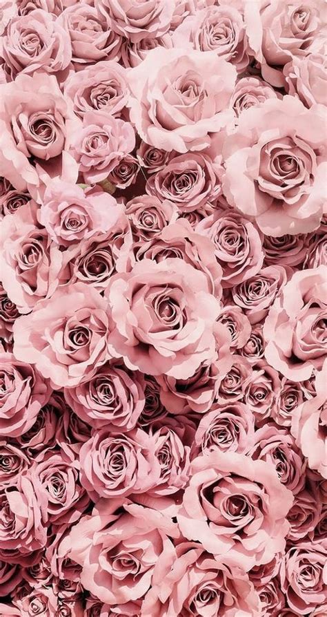 Download Pastel Pink Roses Background Wallpaper
