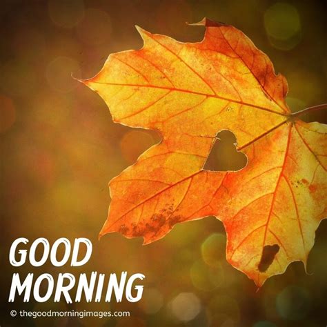 Beautiful Good Morning Fall Images Pictures And Photos 2022