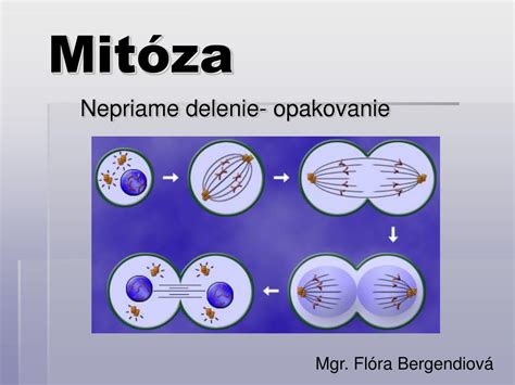 Ppt Mitóza Powerpoint Presentation Free Download Id4017521