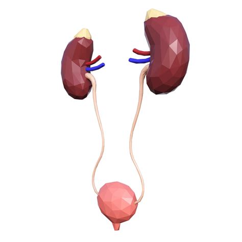 3d Model The Urinary System Of Man Vr Ar Low Poly Cgtrader