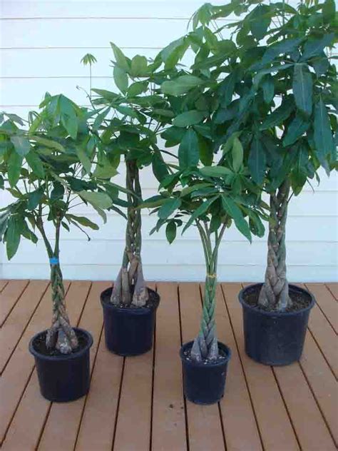 We did not find results for: 12 best images about Money trees on Pinterest | Trees, Indoor trees and Money trees