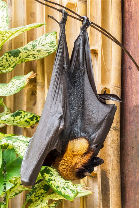 The Giant Golden Crowned Flying Fox Also Known As The Golden Capped Fruit Bat Is A Rare