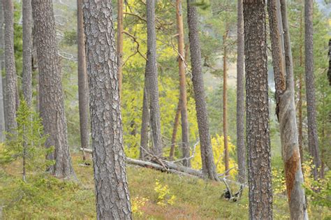 Northern Boreal Forest With Scots Pine Pinus Sylvestris Stock Image