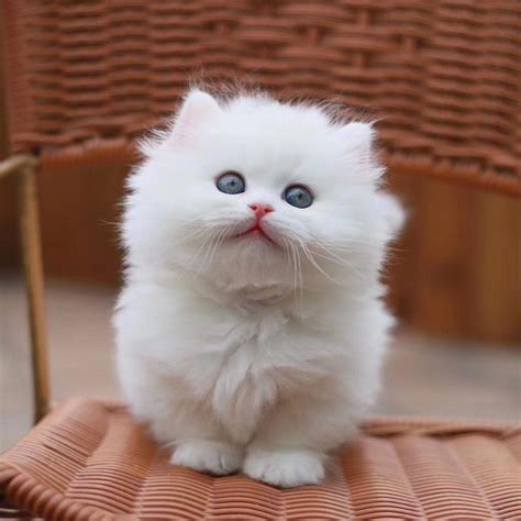 Смотреть все результаты для этого вопроса. munchkin kittens for sale, Cats, for Sale, Price