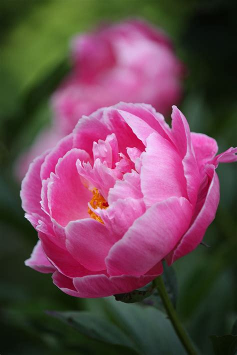 Free Images Blossom Flower Petal Summer Pink Flora Peony Macro