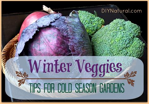 Winter Vegetables Tips For A Cold Season Garden