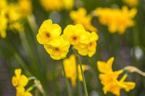 Jonquil Care And Growing Guide