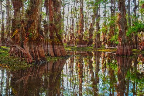Big Cypress National Preserve Ways To Explore Everglades