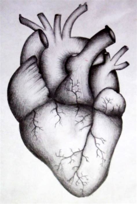 Real Human Heart Drawing At Explore Collection Of
