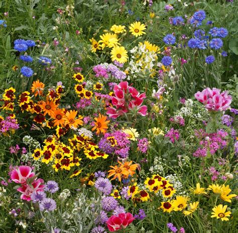 Wildflower Mix Low Growing