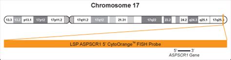 Lsp Aspscr1 5 Fish Probe Cytotest