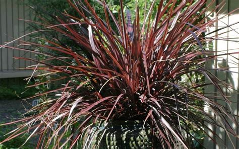 Choosing and planting a healthy tree for your yard begins with careful planning. Buy Red Star Cordyline - Cabbage Palm - (1) 5" Pot At 12 ...
