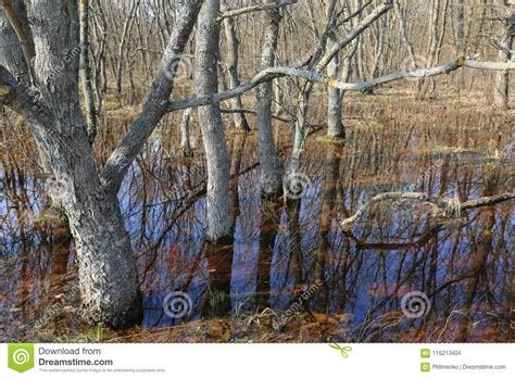 Flooded Trees In Forest Stock Photo Image Of Beauty 115213404