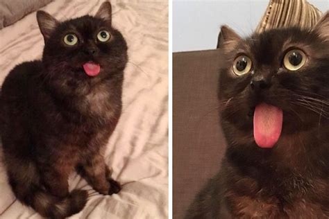 Special Cat Whose Tongue Always Sticks Out Finds Love And Cant Stop