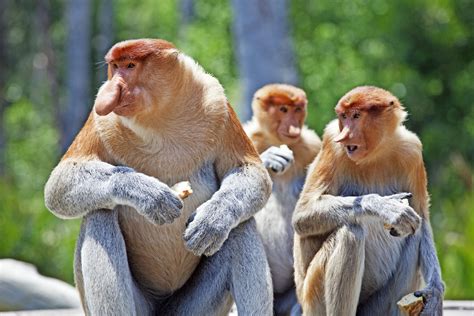 The Bigger The Nose The More Sex These Monkeys Have According To Science